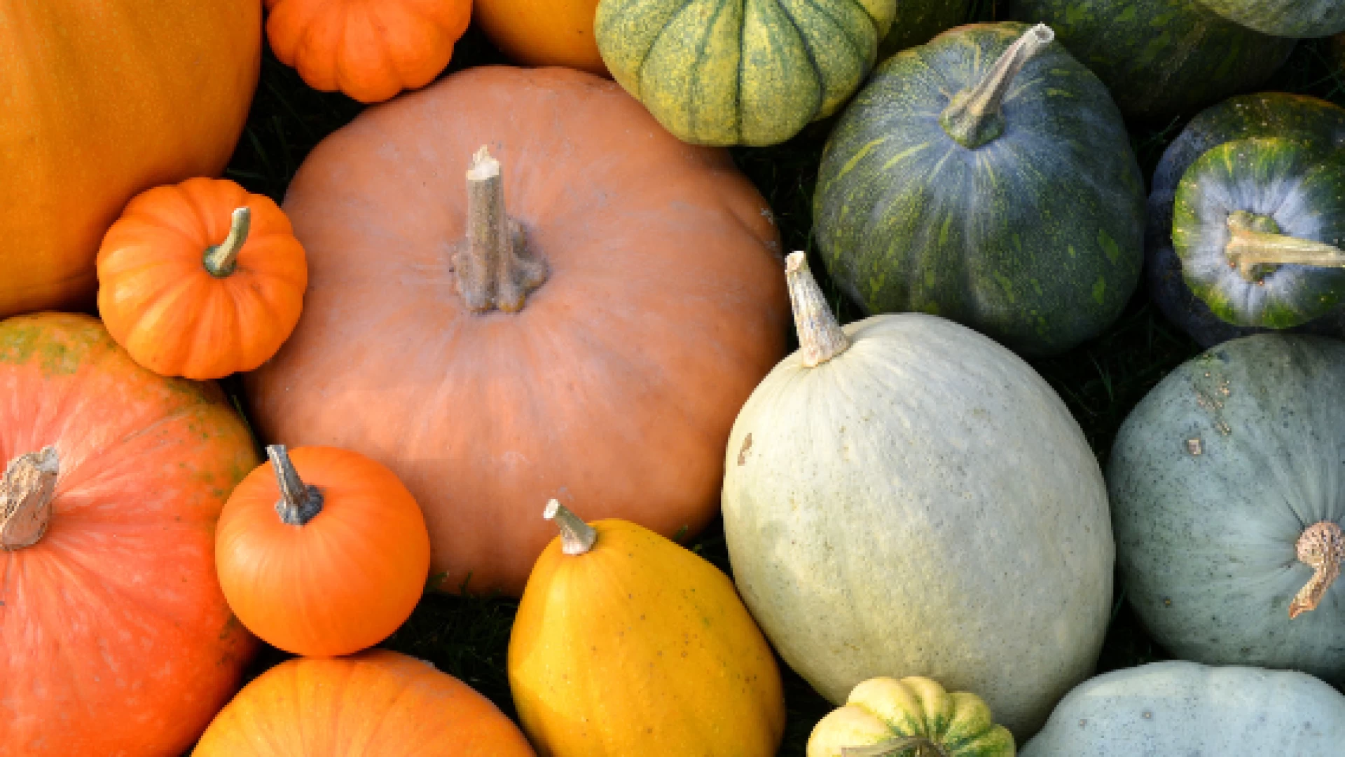 Ricette alla zucca!